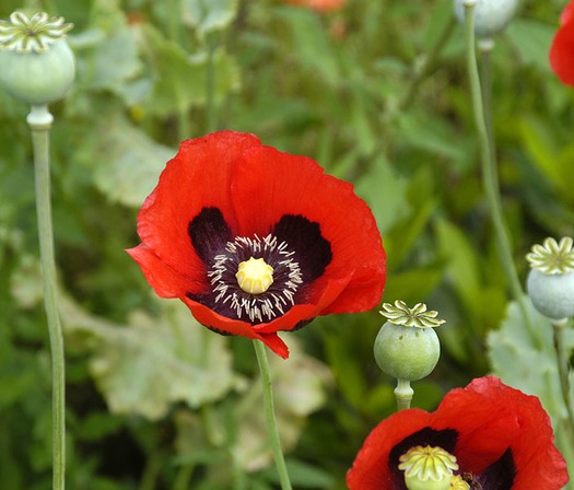 Opium poppy