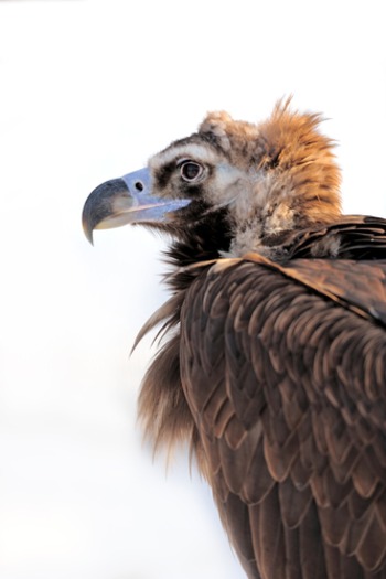 vulture