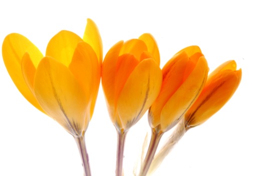 Crocuses