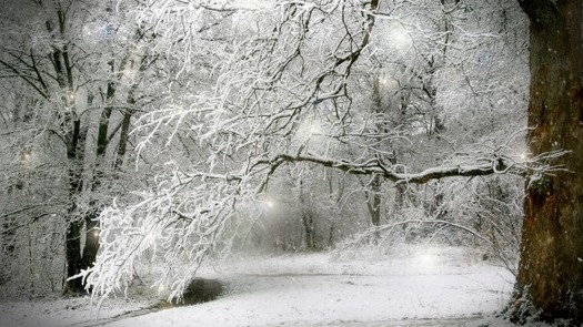 winter-snow-forest-trees-nature-600x337