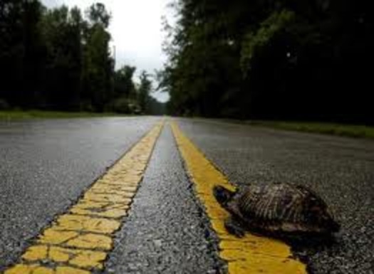 turtle_crossign_road_1