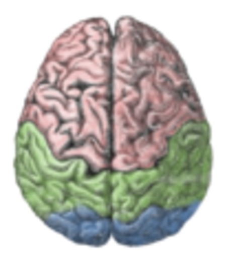 brain