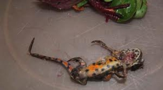 dead_newt