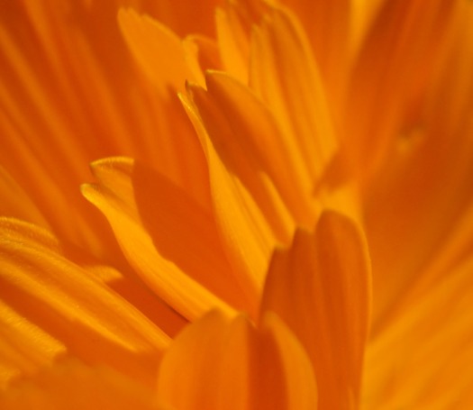 orange_petals