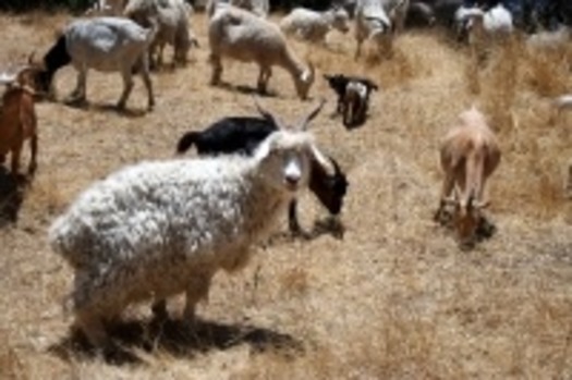 goats_200