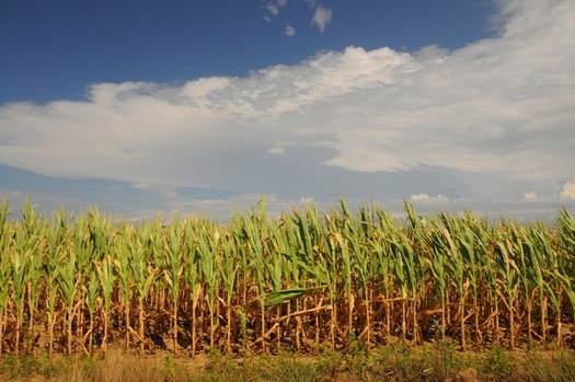 Indiana_Drought_0255a