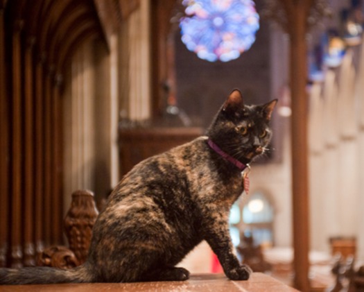 RNS CATHEDRAL CAT a