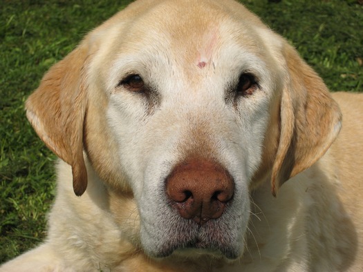Yellow_dog_in_grass