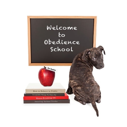 obedience