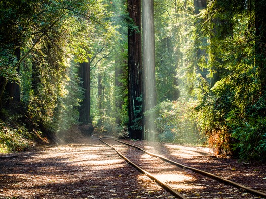 PRINT rns-weiss-oped