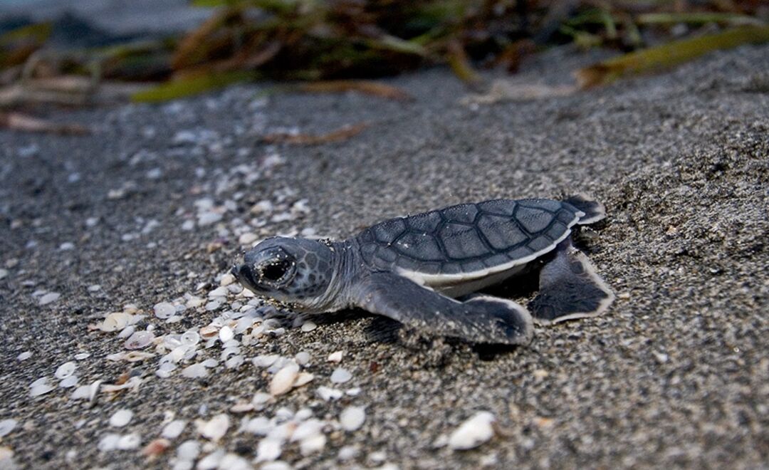 Sea Turtle on the Shore