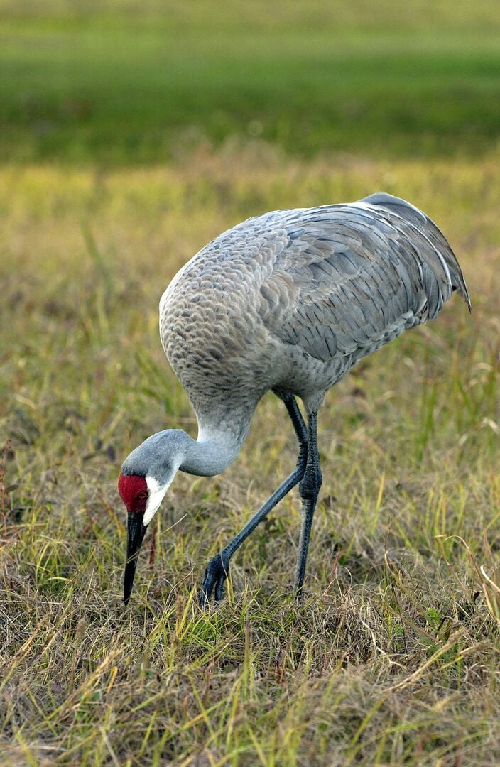 Sand Hill Crane