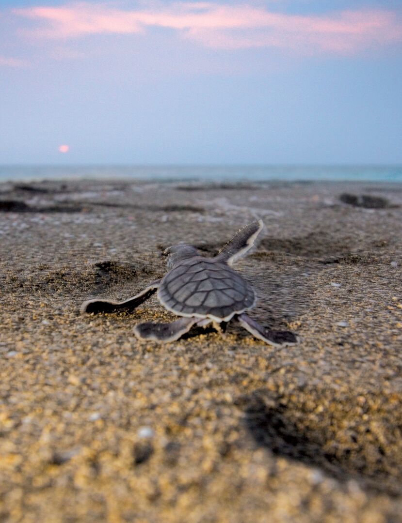 Baby Sea Turtle