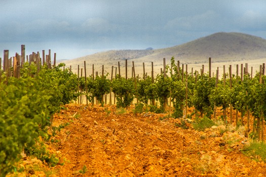 Sonoita Vineyard