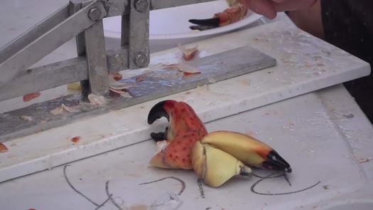 Stone Crab Cracking at the Everglades Seafood Fest