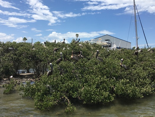 Bird Rookery Islands on Intracoastal Waterway (14)