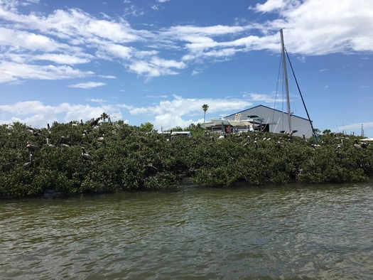 Bird Rookery Islands on Intracoastal Waterway (7)