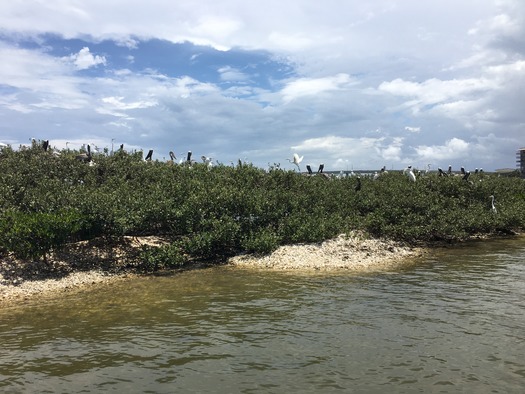 Bird Rookery Islands on Intracoastal Waterway (3)