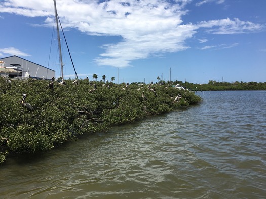 Bird Rookery Islands on Intracoastal Waterway (12)