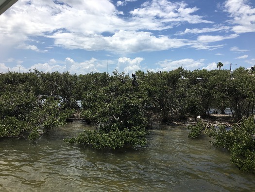 Bird Rookery Islands on Intracoastal Waterway (13)