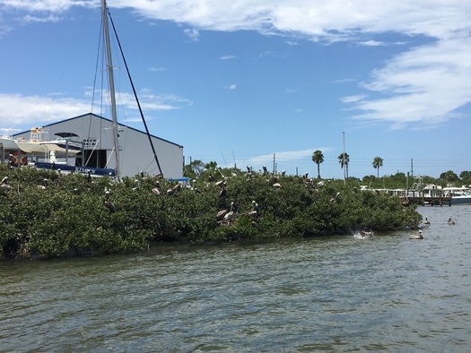 Bird Rookery Islands on Intracoastal Waterway (10)