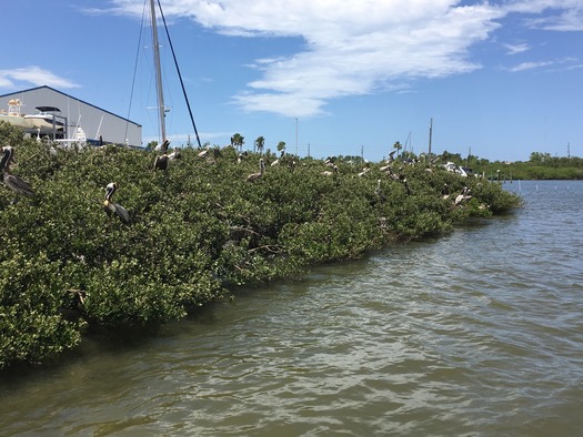 Bird Rookery Islands on Intracoastal Waterway (15)