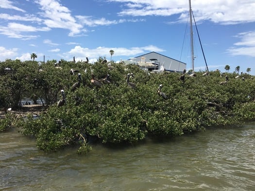 Bird Rookery Islands on Intracoastal Waterway (11)