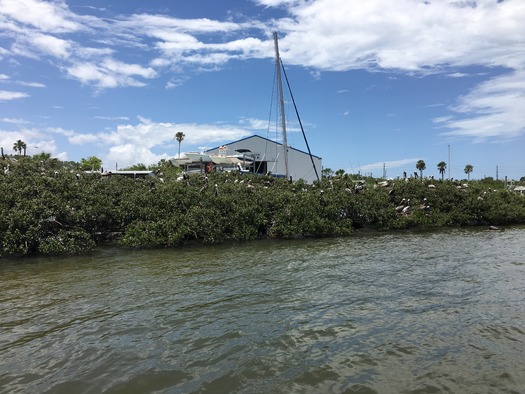 Bird Rookery Islands on Intracoastal Waterway (8)