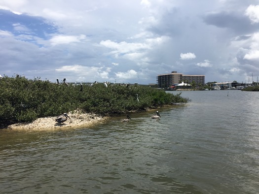 Bird Rookery Islands on Intracoastal Waterway (2)