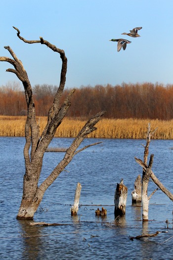 Animals - Wetlands - Birds 01-06-12 07