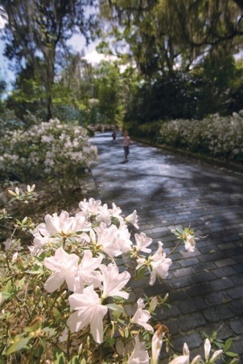 Alfred B. Maclay State Gardens