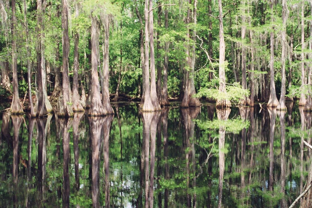 Tallahassee Museum