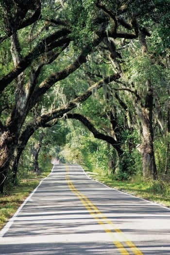 Miccosukee Road Canopy Road