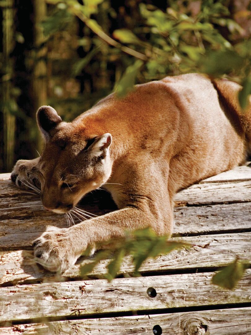 tallahassee museum Florida Panther