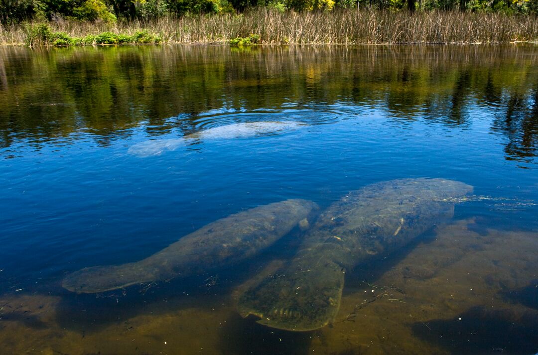 Wakulla Springs 154