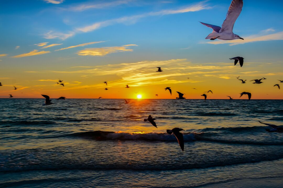 Birds During Sunset at Bean Point