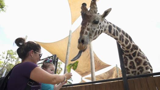 Naples Zoo Giraffe Feeding