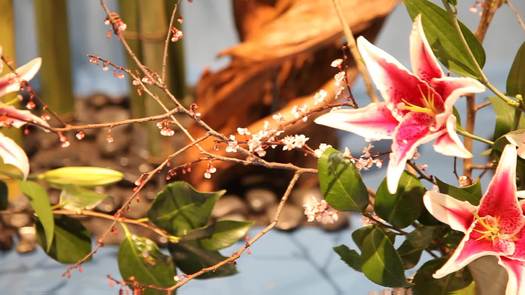 PHS Philadelphia Flower Show, flower closeup