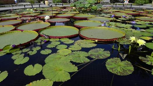 Longwood Gardens lilipad pond