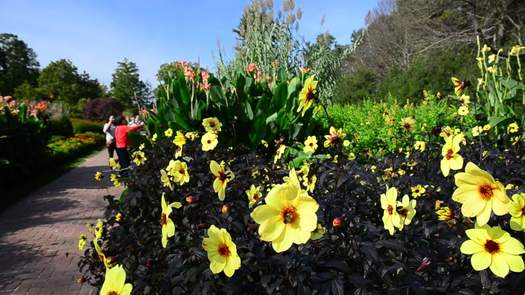 Longwood Gardens flowers pan to path
