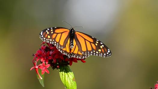 Longwood Gardens butterfly on flower close up