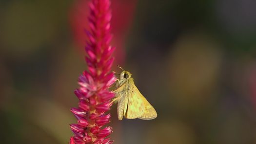 Gorgas Park, Manayunk close up of moth on flower