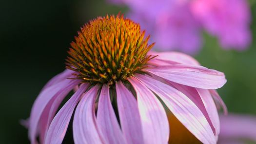 Gorgas Park, Manayunk flower close up rack focus