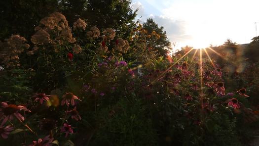 Gorgas Park, Manayunk sun flare