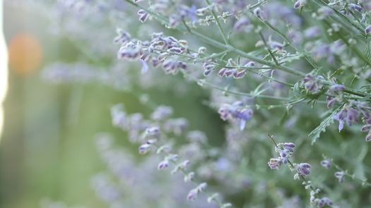 Flower close up