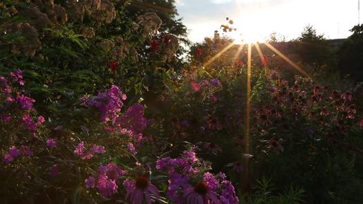 Gorgas Park, Manayunk sun flare