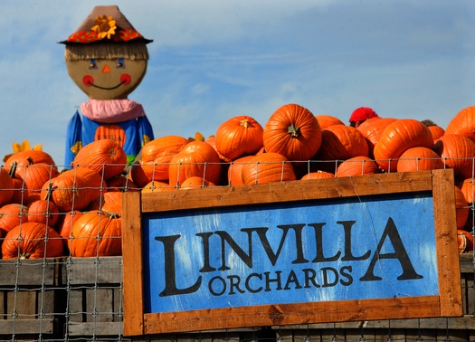 Pumpkinland at Linvilla Orchards