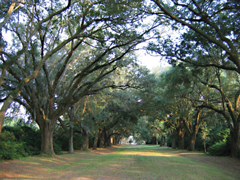 Legare Waring House Avenue