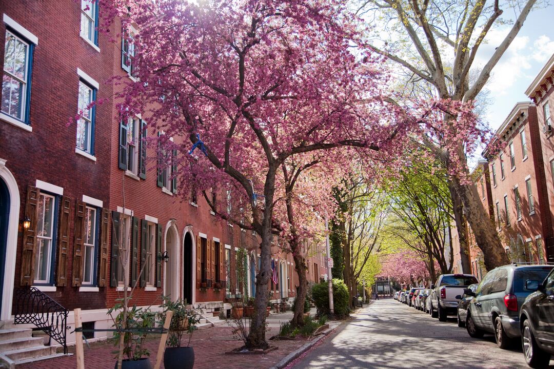 Cherry Blossoms, Fairmount