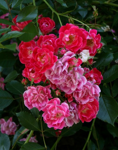 Awbury Arboretum